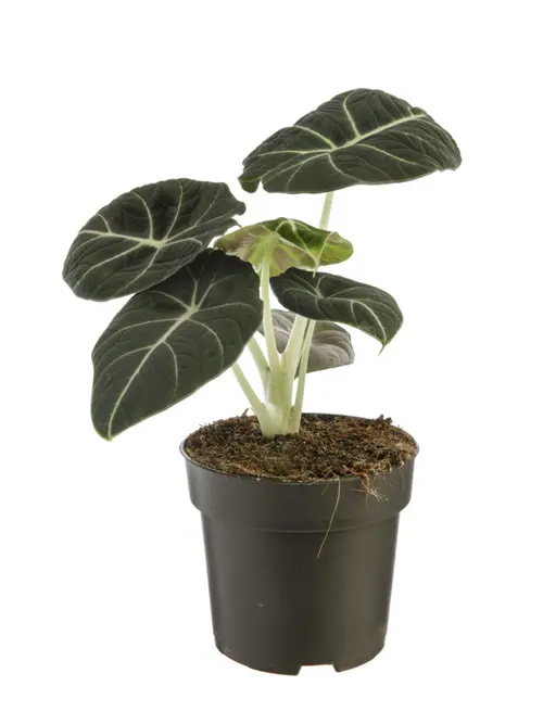 Une idée pratique pour le jardin：Alocasia Black Velvet vert. Le pot Ø 14 cm