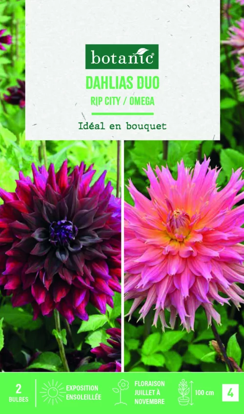 Extérieur confort:Bulbes de fleurs duo de Dahlias semi-cactus Ripcity / Fimbriata Omega botanic® - 2 bulbes