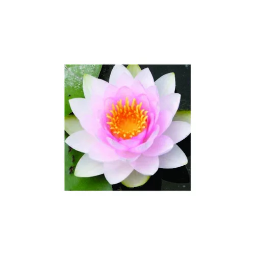 Accessoire extérieur：Nénuphar 'Hollandia'