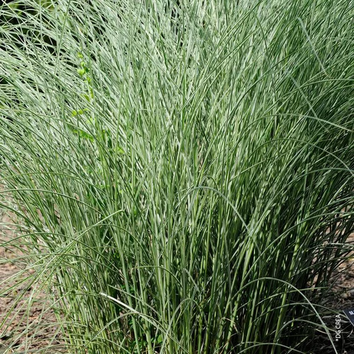 Un atout pour le jardin:Miscanthus Sinensis Morning Light vert. Le pot de 4 litres