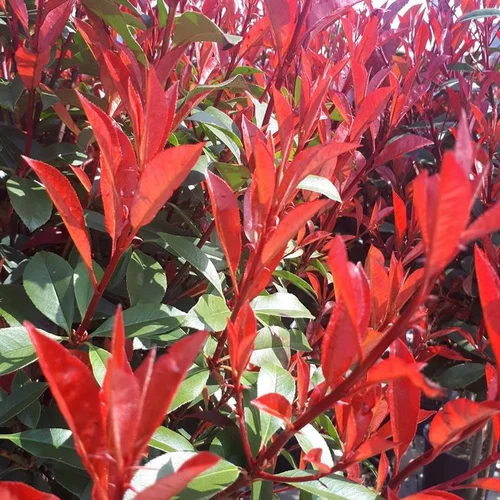 Style extérieur:Photinia Fraseri 'Carré Rouge' en pot de 2 L rouge