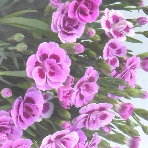 Esprit extérieur:Œillet Pink Kisses - Le pot de 3 litres