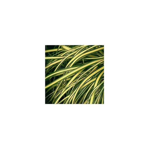 Facile extérieur：Carex Evergold - Le pot de 5 litres