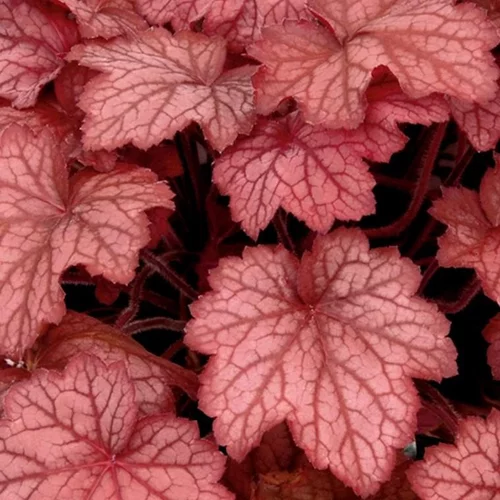 Extérieur plaisir：Heuchera Forever Red - Le pot de 2 litres