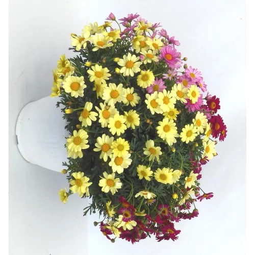 Malin au jardin:Anthemis trio - Le pot de 5 litres