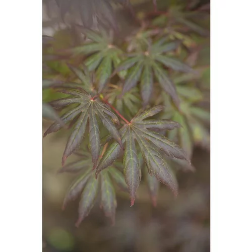 Adapté à votre jardin：Erable du Japon (ACER PALMATUM TROMPENBURG ) Le pot de 110 litres