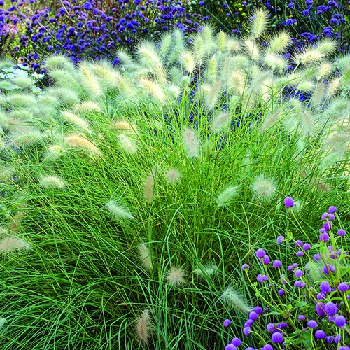 Jardin loisirs:Pennisetum villosum vert botanic®. Le pot de 2 litres