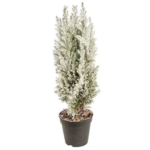 Équipement extérieur:Elwoodii enneigé - Le pot de 10.5 cm