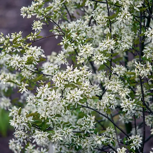 Jardin simple:Amélanchier ‘Ballerina’ botanic® vert. Le pot de 10 litres