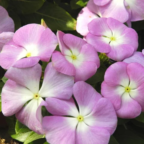 Bien pensé jardin：Pervenche de Madagascar - Le pot de Ø 9 - 12 cm