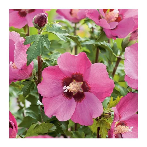 Simple au jardin：Althéa Pink Geant - pot 5 L