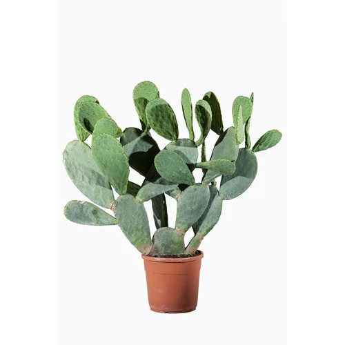 Pour un extérieur à votre image:Opuntia Ficus Indica (Figuier de Barbarie) en pot de 15 L vert