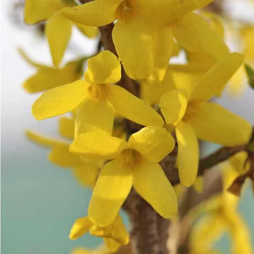 Jardin & nature:Forsythia Intermedia Lynwood Gold – Pot de 4L