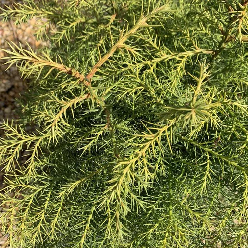 Idée pratique:Cèdre du Japon Elegans vert. Le pot de 3 litres, 40/60 cm