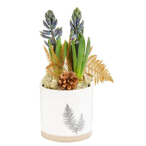 Qualité extérieur：Composition de Noël jacinthe x 3 Pot Fougere
