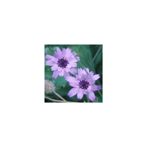 Jardin service：Catananche - Le pot de 2 litres