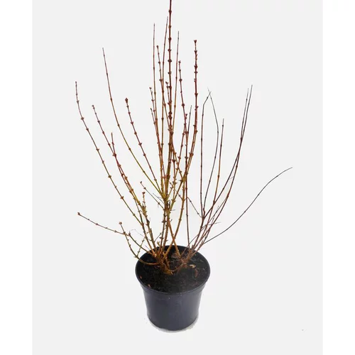 Utile au jardin：Forsythia Intermedia Weekend – Pot de 5L