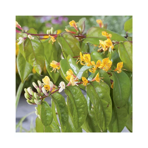 Pour vos espaces:Chevrefeuille HENRYI COPPER BEAUTY®. Le pot de 6 litres