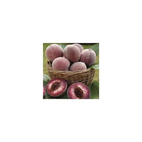 Un essentiel du jardin：Nectarinier Nectared 6 ®. Le pot de 15 litres, forme 1/2 tige
