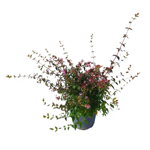 Choix pour le jardin：Abélia Grandiflora Edward Goucher rose. Le pot de 3 litres