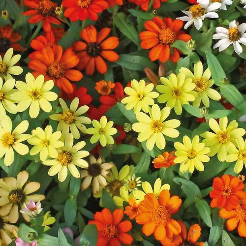 Jardin équipement：Zinnia à petites fleurs multicolores. Le pot de 9 cm