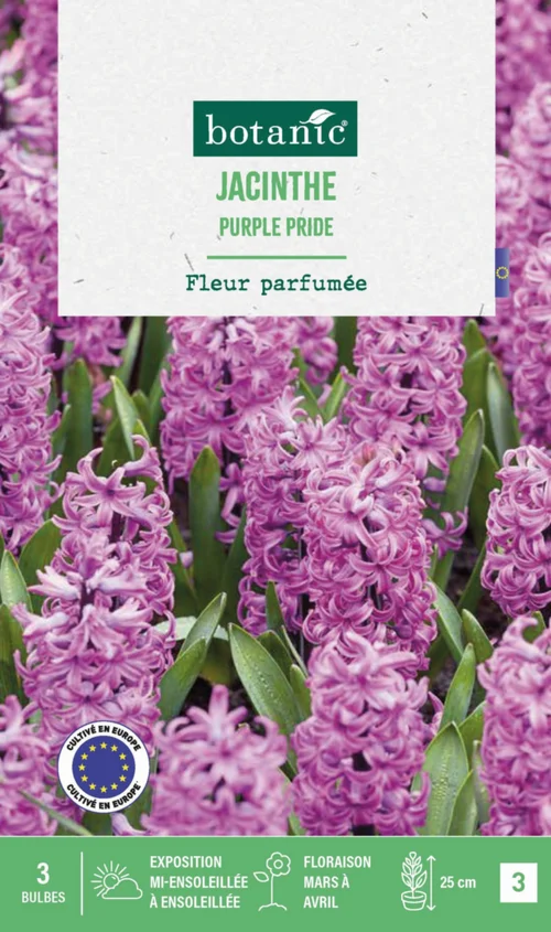 Confort au jardin:Jacinthe purple pride botanic® - 3 bulbes