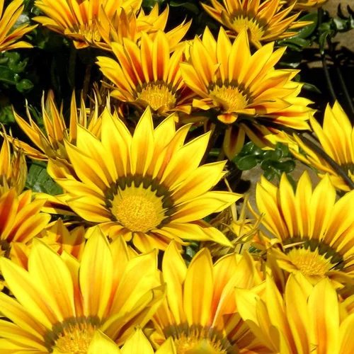 Le compagnon du jardin：Gazania - Le pot de 3 litres