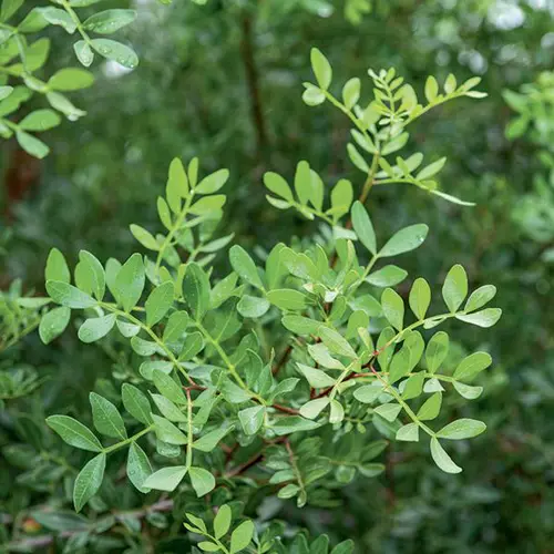 Extérieur confort：Lentisque pistachier vert. Le pot de 3L