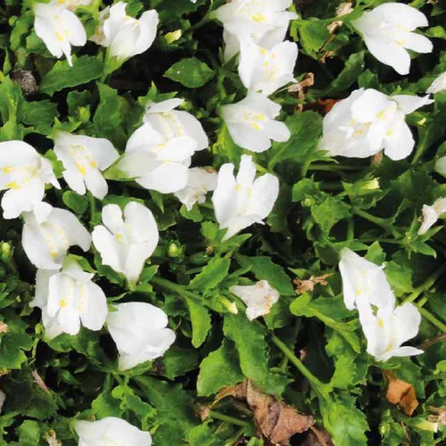 Une idée pour le jardin：Mazus rampant blanc godet 9x9 cm