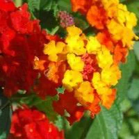 Accessoire pour le jardin：Lantana sur tige - Le pot de 10 litres