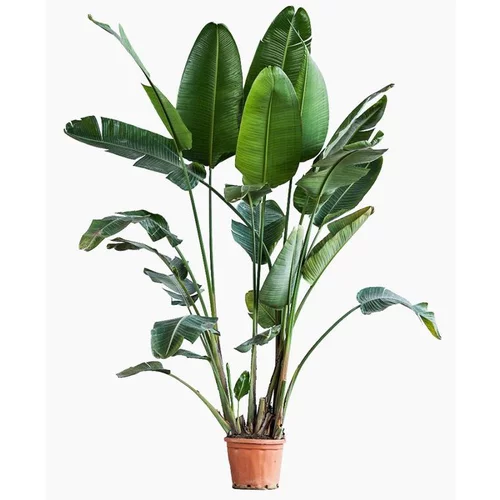 Style extérieur:Strelitzia Augusta (Oiseau de Paradis) en pot de 80 L orange
