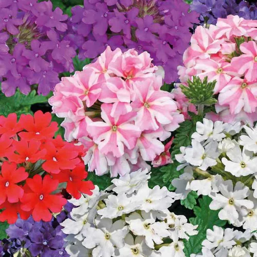 Utile pour le jardin：Verveine retombante - Le pot de 9 x 9 cm