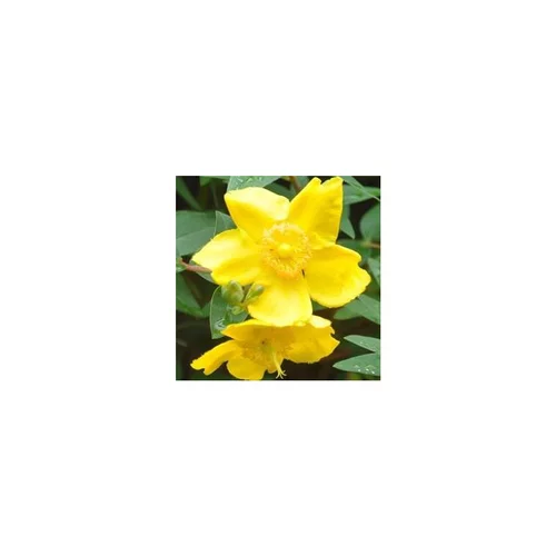 Extérieur sélection：Hypericum Calycinum - La barquette de 6 plants