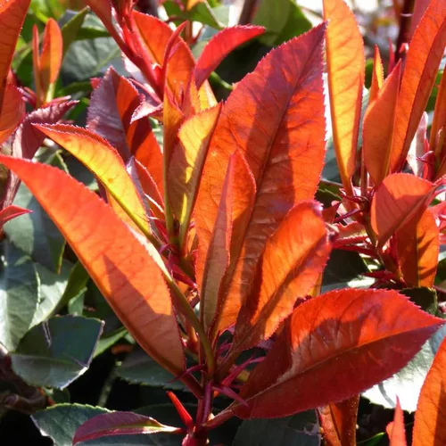Jardin & loisirs:Photinia Fraseri. Le pot de 18 litres, forme tige 80 cm