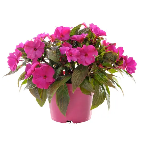 Solution extérieure：Impatiens de Nouvelle-Guinée Fleurs de France - en pot de Ø 14 cm