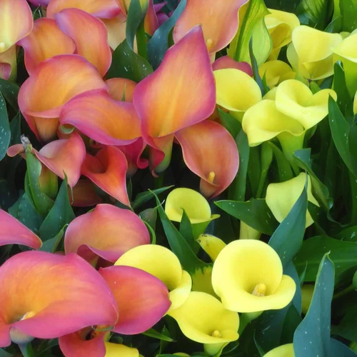 Extérieur sélection：Arum De Couleur. Le pot diam 12 cm