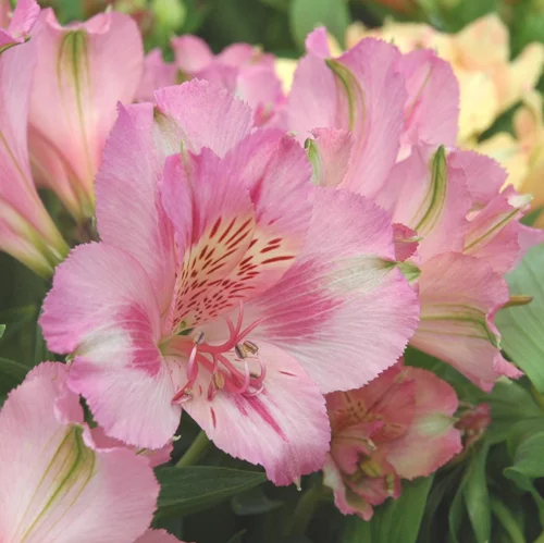 Sélection extérieure：Alstroemeria X Fleurs Coupées. Le pot de 1 litre