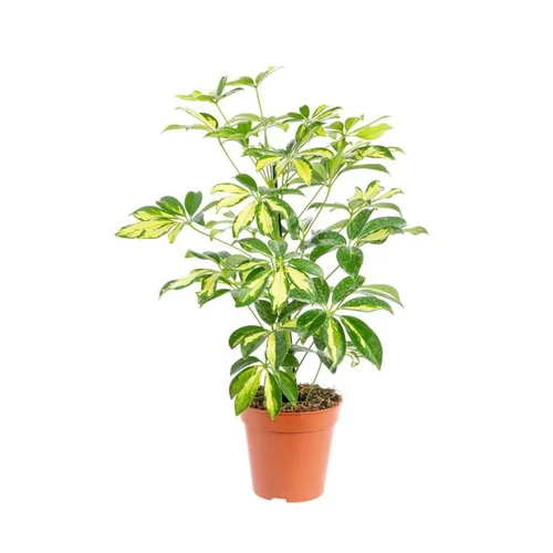 Facile dehors：Schefflera Arboricola Trinette pot Ø13xH60 cm