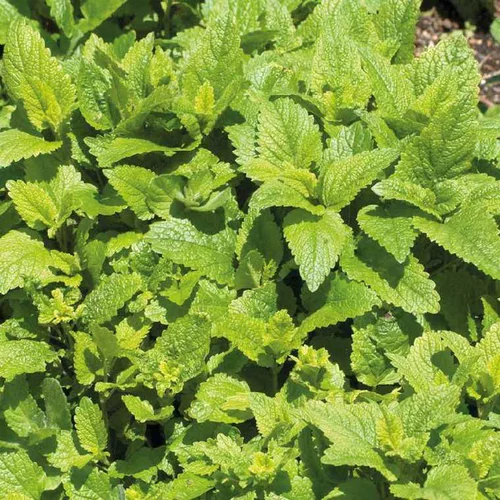 Sélection pour vos extérieurs:Boisson D'Été Melisse Citronnelle Bio. Le pot de 1 litre