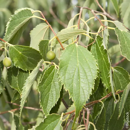 Pour donner du style à l’extérieur:Micocoulier de Provence botanic® vert. Le pot de 10 litres