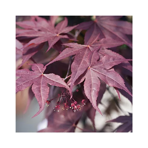 Espace vert confort:Erable du Japon (ACER PALMATUM BLOODGOOD ) Le pot de 50 litres