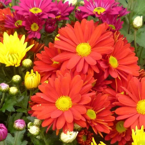 Pour aménager vos extérieurs：Mini chrysanthème ou marguerite d’automne - La coupe de Ø 25 cm