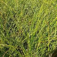 Bien pour le jardin：Carex Testacea - Le pot de 2 litres