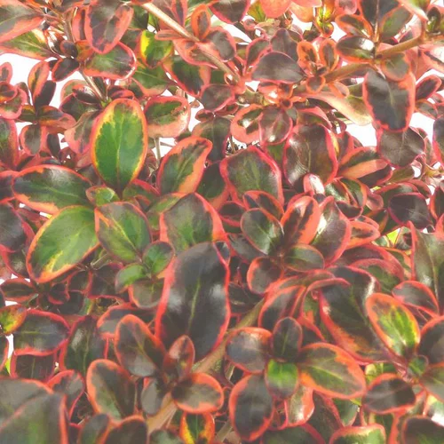 Spécial jardin:Coprosma - Le pot de 2,5 litres