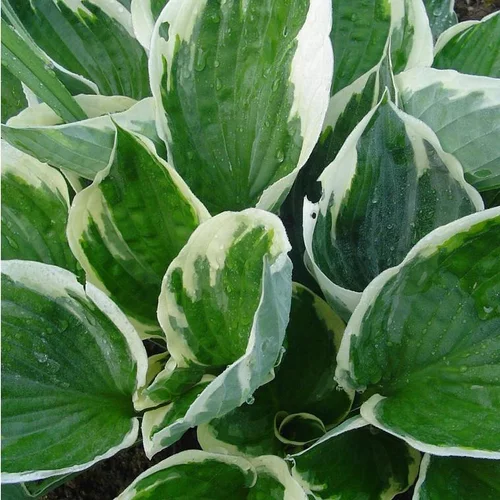 Pour tous vos projets extérieurs:Hosta à fleurs multicolores - Le pot de 0,5 litre