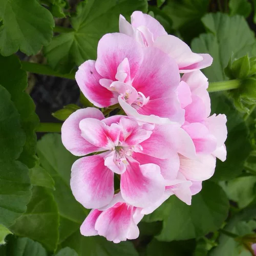 Esprit extérieur:Géranium zonale rose - Le pot de 1 litre
