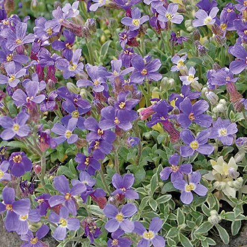Pour vos jardins：Aubriete bleue Panachee - Le pot de 9 x 9 cm
