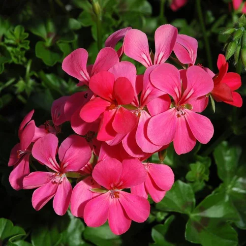 Une idée pour le jardin:Géranium Lierre Simple à fleurs multicolores - Le pot Ø 13 cm