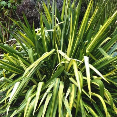 Côté végétal：Phormium Varie ou Lin de Nouvelle Zélande. Le pot de 3 litres