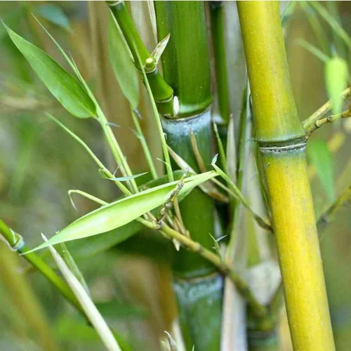 Pour compléter vos extérieurs:Bambou phyllostachys aureosulcata aureocaulis vert pot de 30L